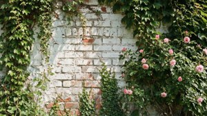 Ivy and Roses Wall