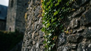 Ivy and Stone Vianden