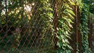 Ivy-Covered Chain Fence