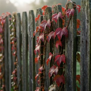 Ivy Covered Fence