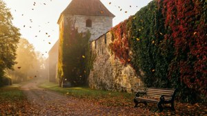 Ivy Wall in Autumn Mist