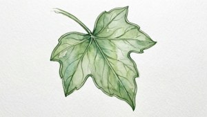 Ivy Watercolor Outline