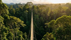 Iwokrama Canopy Walkway