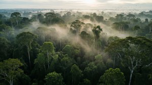 Iwokrama Forest Mist