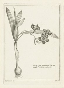 Ixia