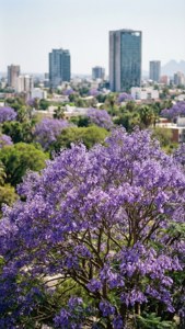 Jacaranda in Monterrey