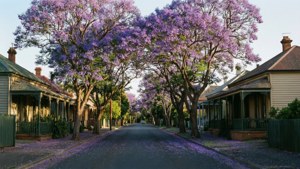 Jacaranda Lane