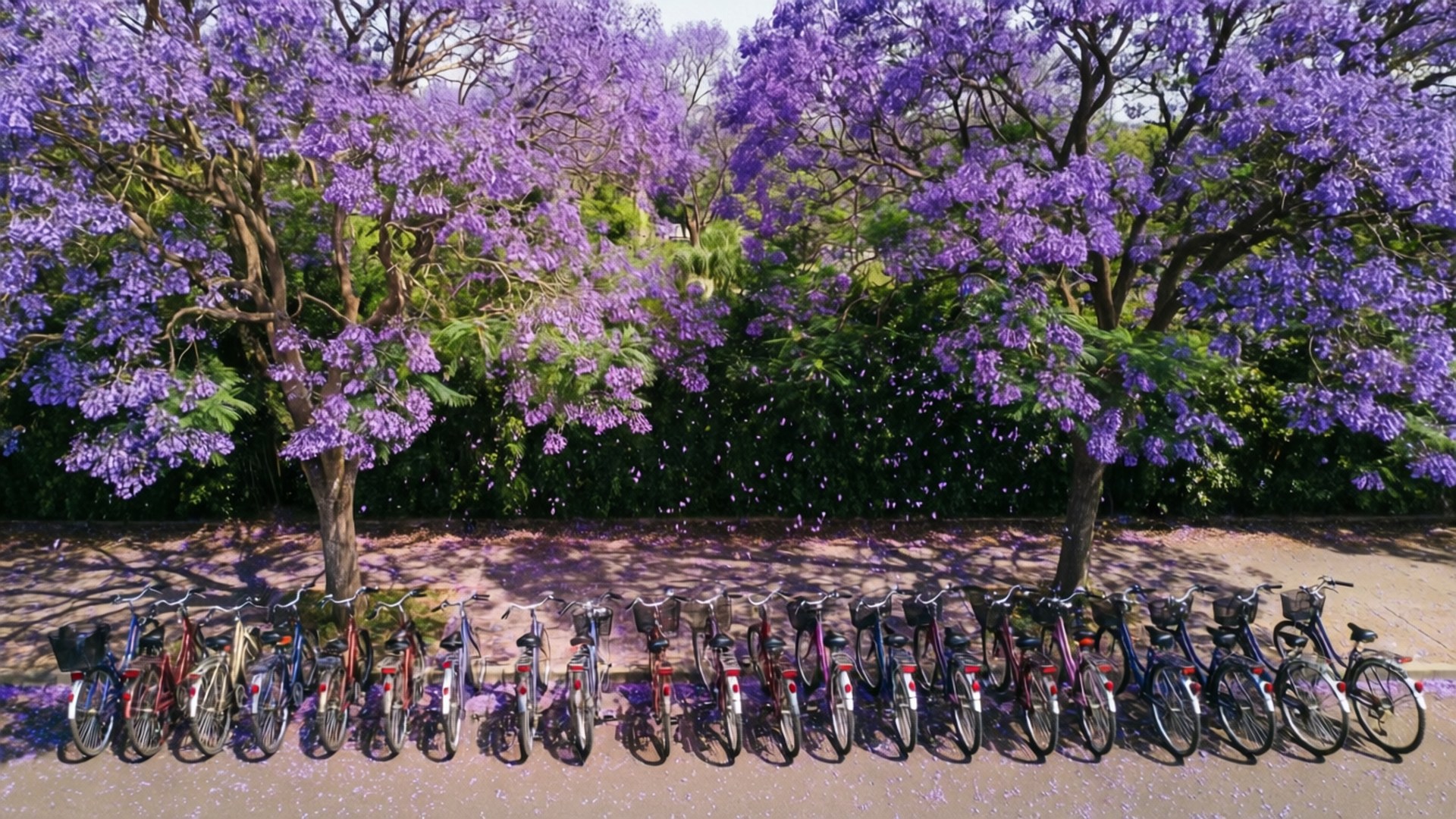 Jacaranda Row by Wallpapers.art Studio