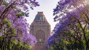 Jacaranda Season