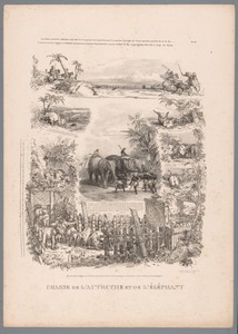 Jacht op struisvogel en olifant