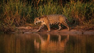 Jaguar at Sunset River