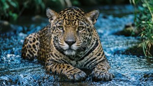 Jaguar in Stream