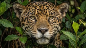 Jaguar Peeking Through