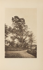Jan Ridd's Oak