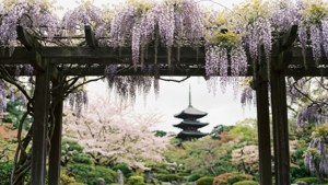 Japanese Garden Wisteria