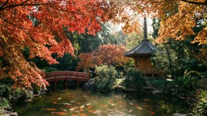 Japanese Gardens Autumn