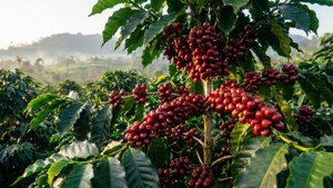 Java Coffee Plantation