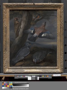 Jay, Green Woodpecker, Pigeons, and Redstart