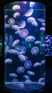 Jellyfish Lights