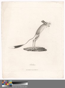 Jerboa
