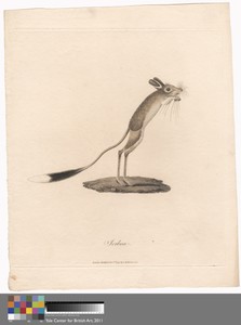 Jerboa