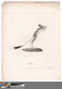 Jerboa