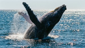 Jervis Bay Whale