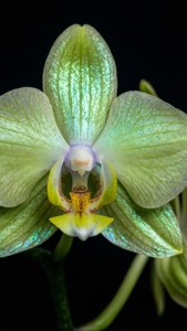 Jewel Orchid Iridescence