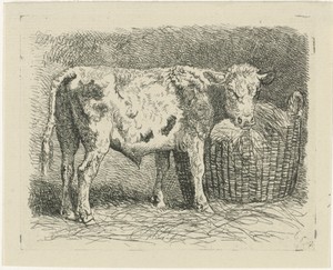 Jonge stier