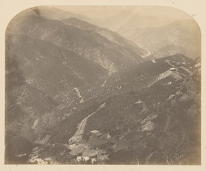[Josephine and Pine Tree]