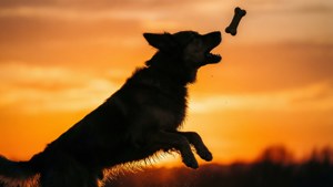 Jumping Silhouette