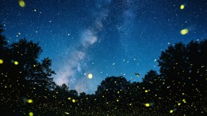 June Firefly Night