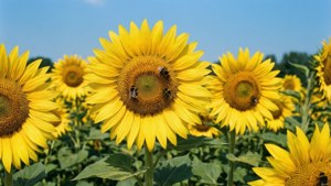 June Sunflower Field