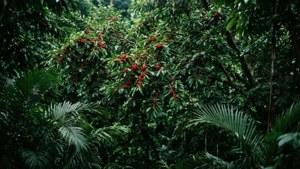 Jungle Brush Cherry Foliage