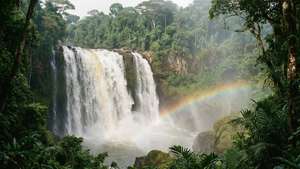 Jungle Falls