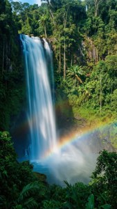 Jungle Falls