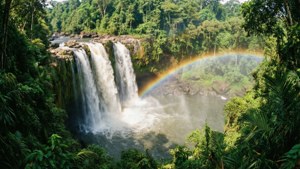 Jungle Falls