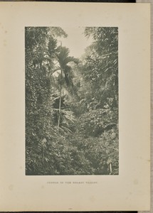 Jungle in the Kelani Valley