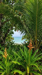 Jungle to Beach View