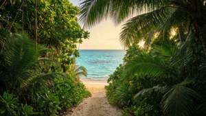 Jungle to Shore