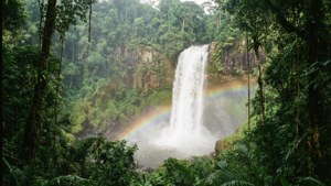 Jungle Waterfall Rainbow