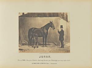 Junon