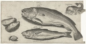 Kabeljauw, wijting, een dolfijn en schelpen