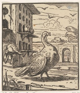 Kalkoen
