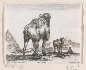 Kamelen