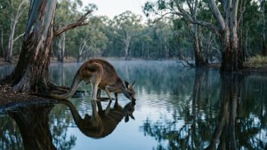 Kangaroo at Billabong