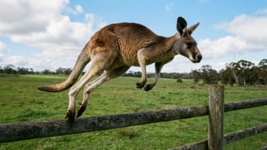 Kangaroo Jumping Fence