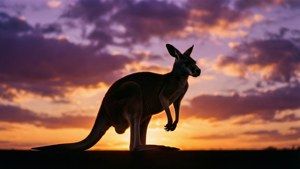 Kangaroo Purple Sunset