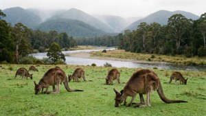 Kangaroo Valley Peace