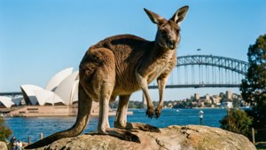 Kangaroo with a View